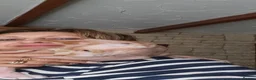 Sphynx cats for sale:  Adult two Male Sphynx Cats – Pets Only - Advert 8