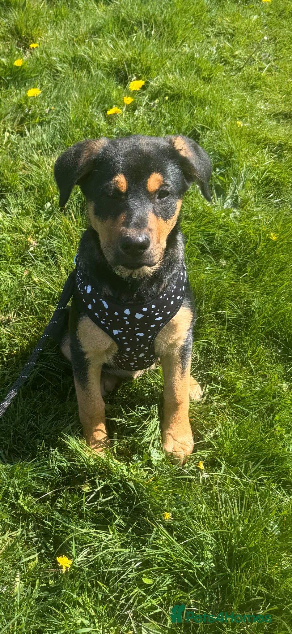 Mixed Breed dogs Female puppies  - Advert 6