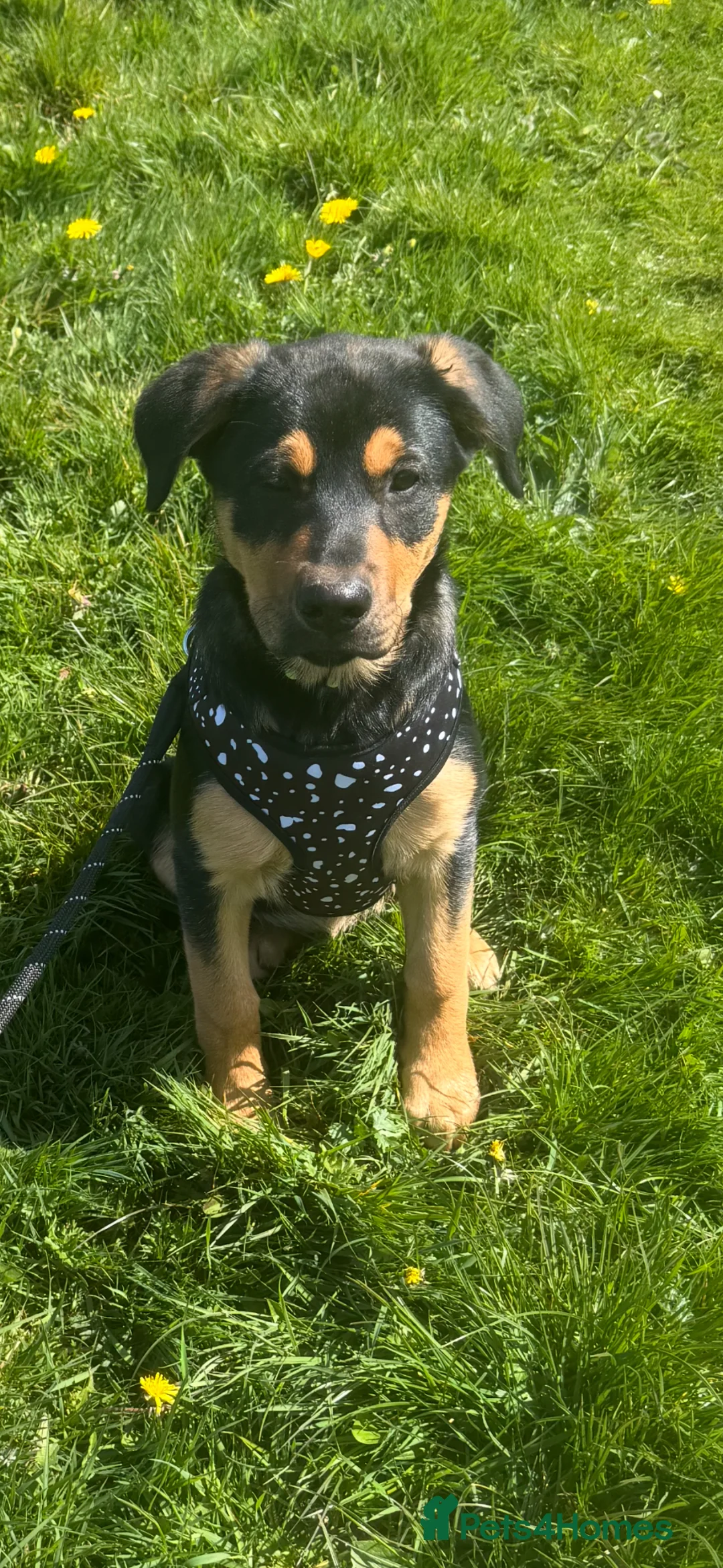 Mixed Breed dogs for sale: Female puppies  - Advert 1