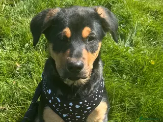 Mixed Breed dogs Female puppies - Advert 10