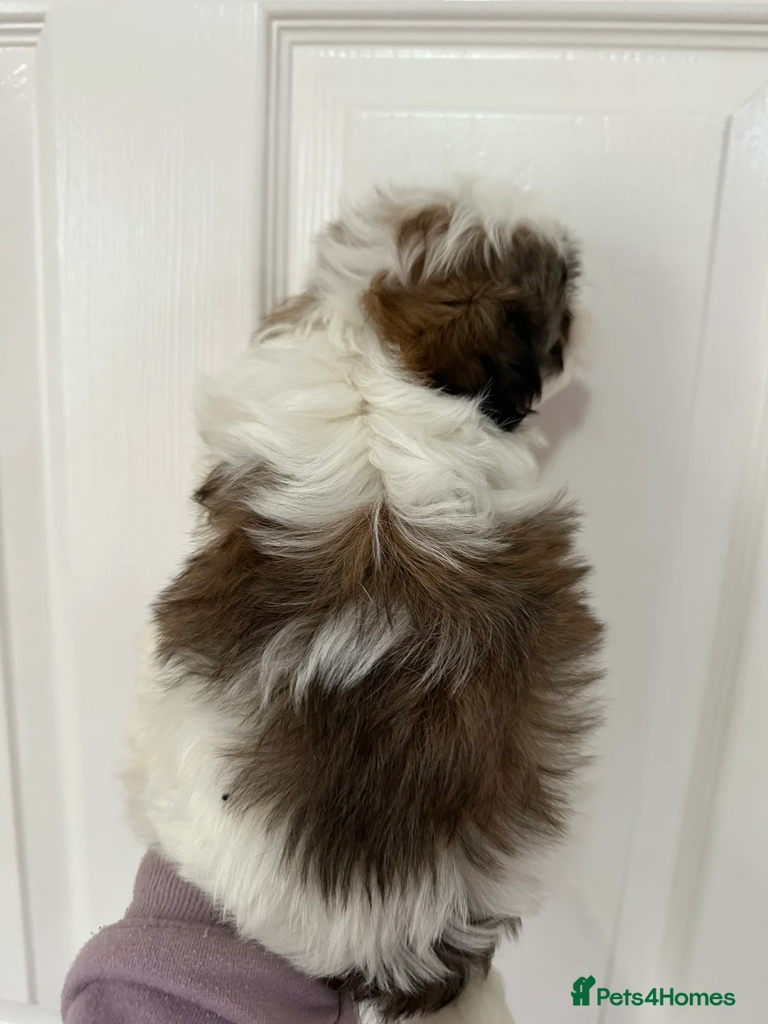 Shih Tzu dogs for sale: Imperial shihtzu puppies  - Advert 26