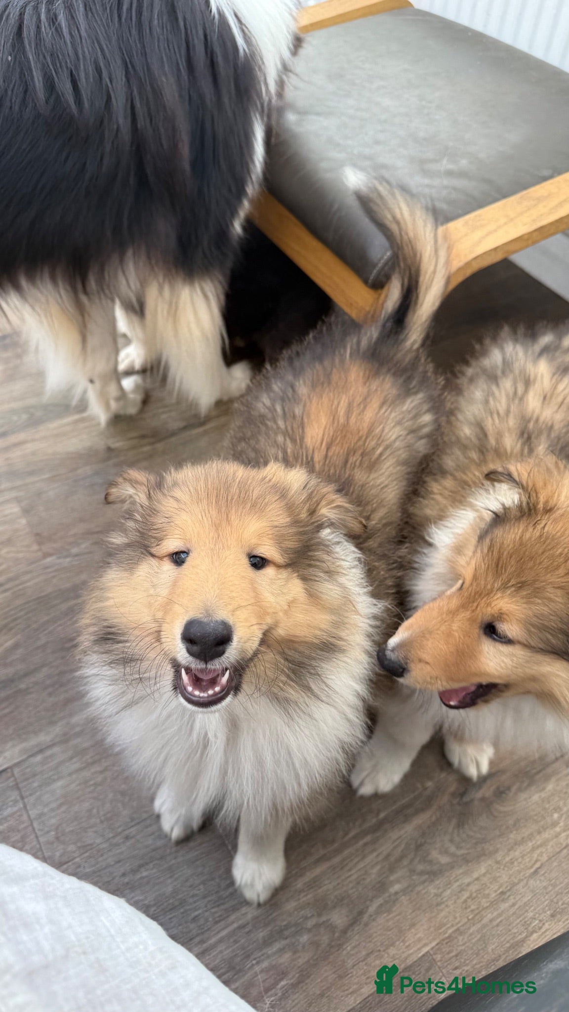 Rough Collie dogs Seeking 5* Forever Home -Sable Male Rough Collie  - Advert 1