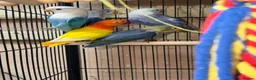 Lovebirds birds for sale: Baby lovebirds - Advert 2