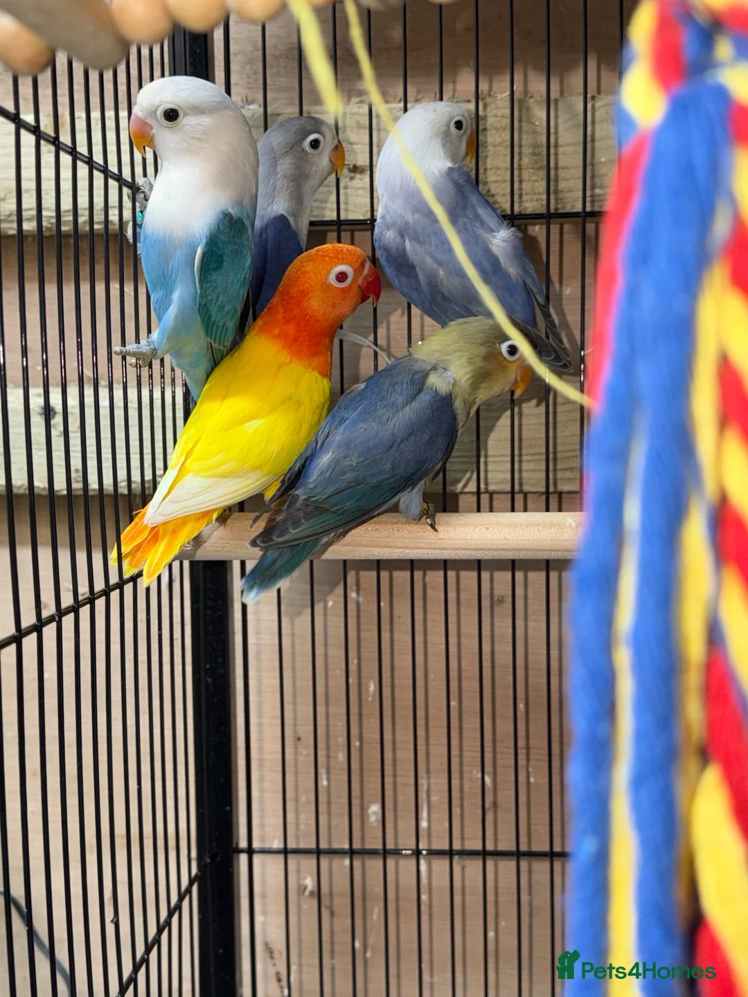 Lovebirds birds for sale: Baby lovebirds - Advert 2