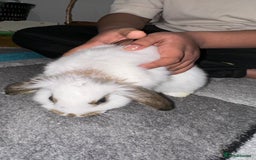 Dutch rabbits for sale: Dutch bunny - Image 8