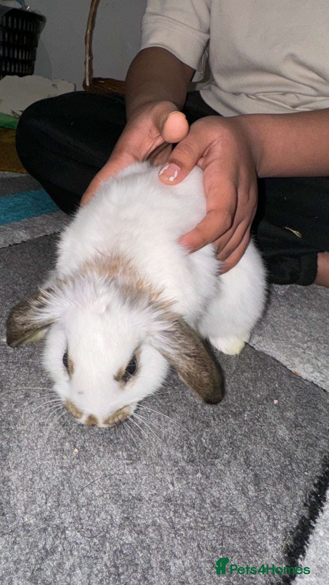 Dutch rabbits for sale: Dutch bunny - Image 8