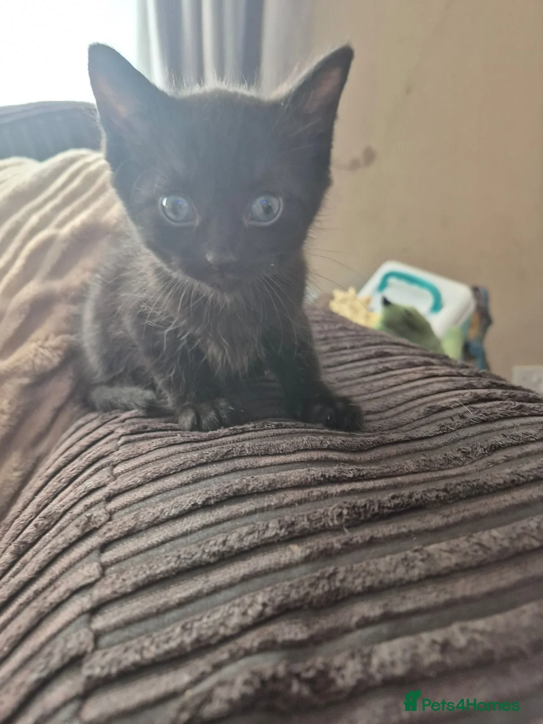 British Shorthair cats for sale: 4 kittens, 3 boys & 1 girl - Advert 12