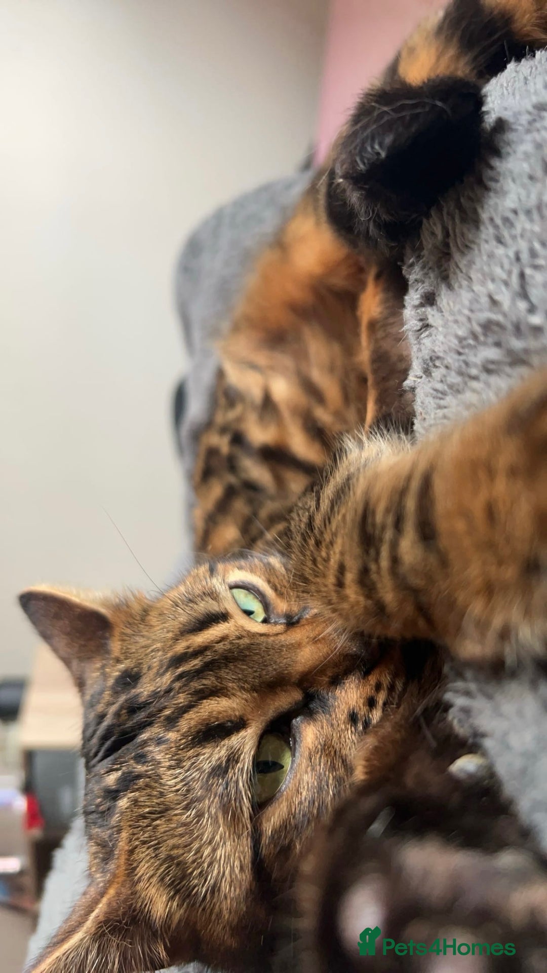 Bengal cats for sale: 3 beautiful, chunky, friendly Bengal X kittens - Advert 2