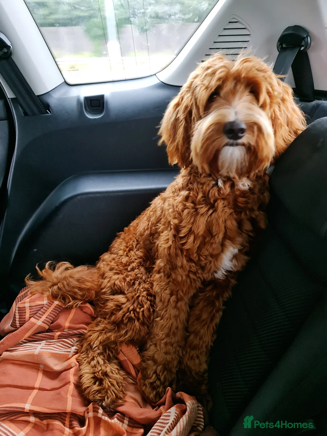 Australian Labradoodle dogs for sale: Multi-Gen Australian Labradoodles – Due Feb 2026 - Advert 4