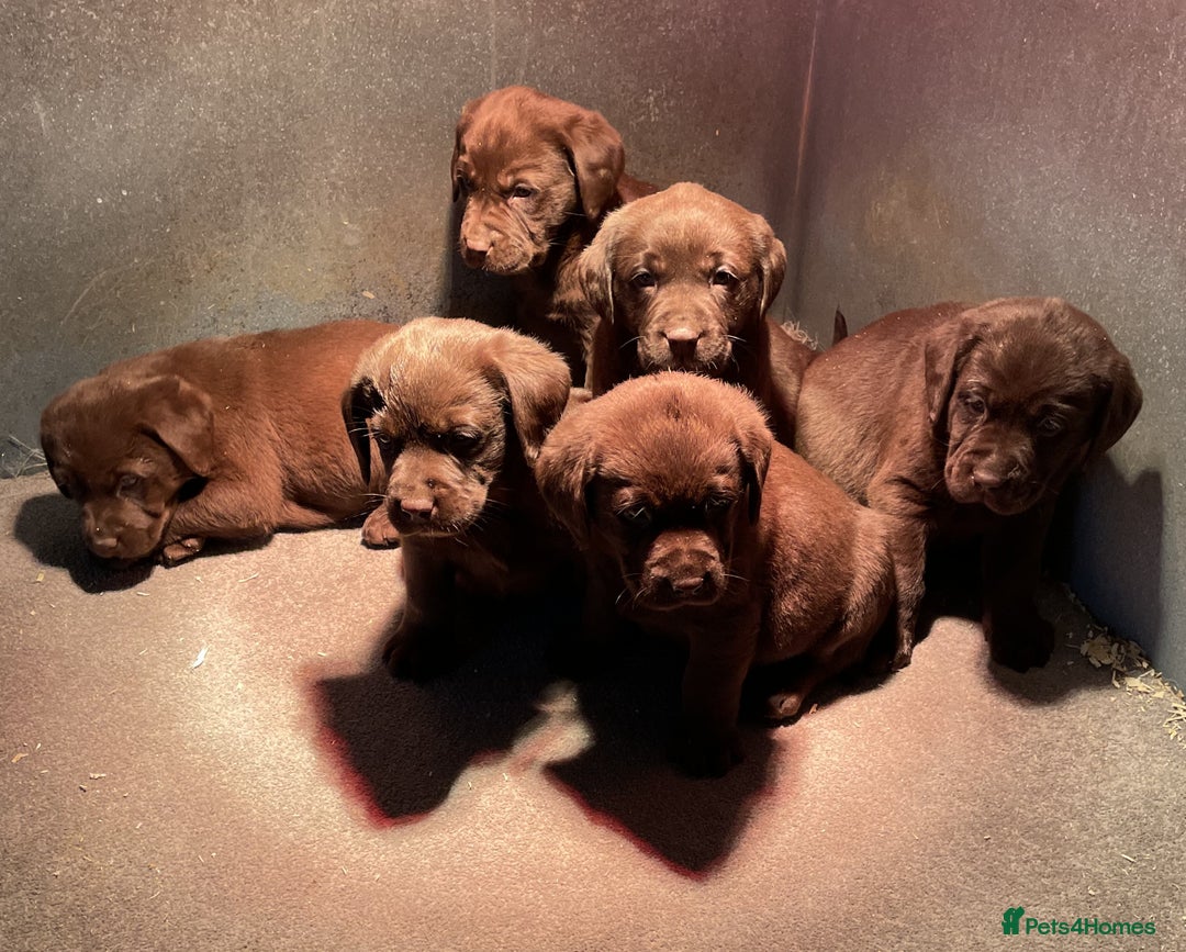 Labrador Retriever dogs for sale: CHOCOLATE LABRADOR PUPPIES - Advert 3