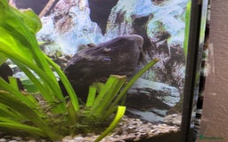 Plecos fish for sale: Pleco  - Image 3