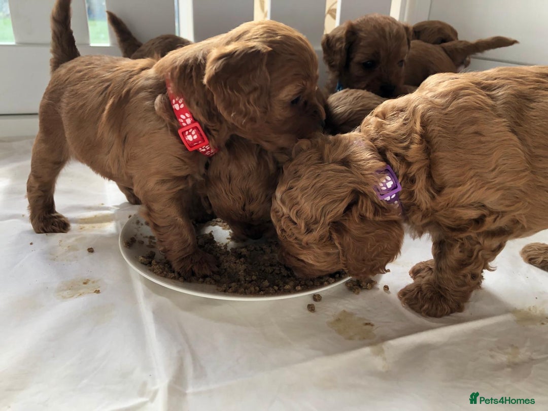 Cavapoo dogs for sale: 5⭐️ F1B Cavapoo’s - Image 15