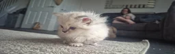 Ragdoll cats for sale: 3 Ragdoll kittens for sale  - Advert 2
