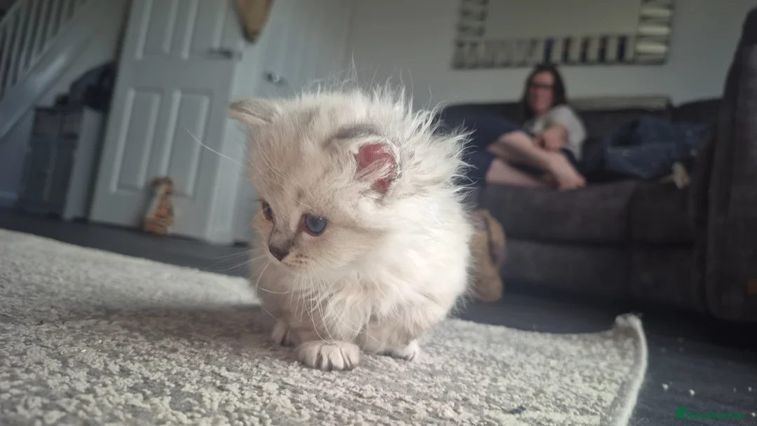 Ragdoll cats for sale: 3 Ragdoll kittens for sale  - Advert 2