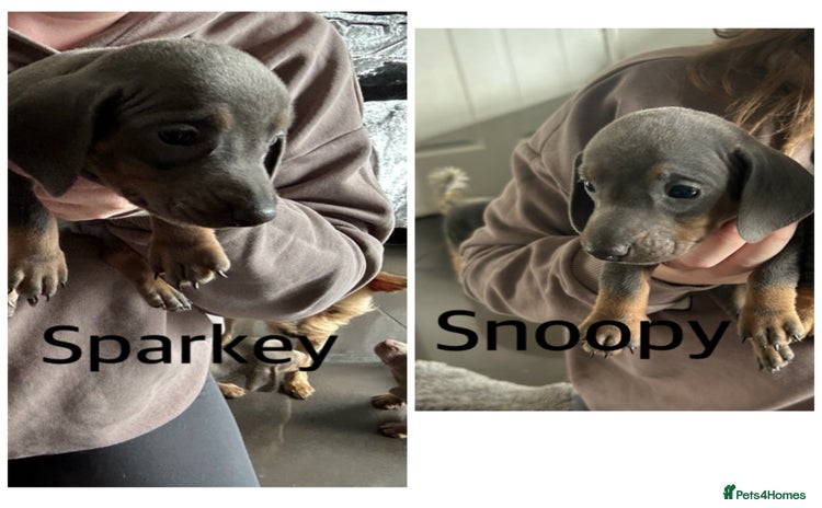 Miniature Dachshund dogs in Liverpool - Advert 11