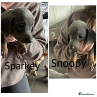 Miniature Dachshund dogs in Liverpool - Advert 6