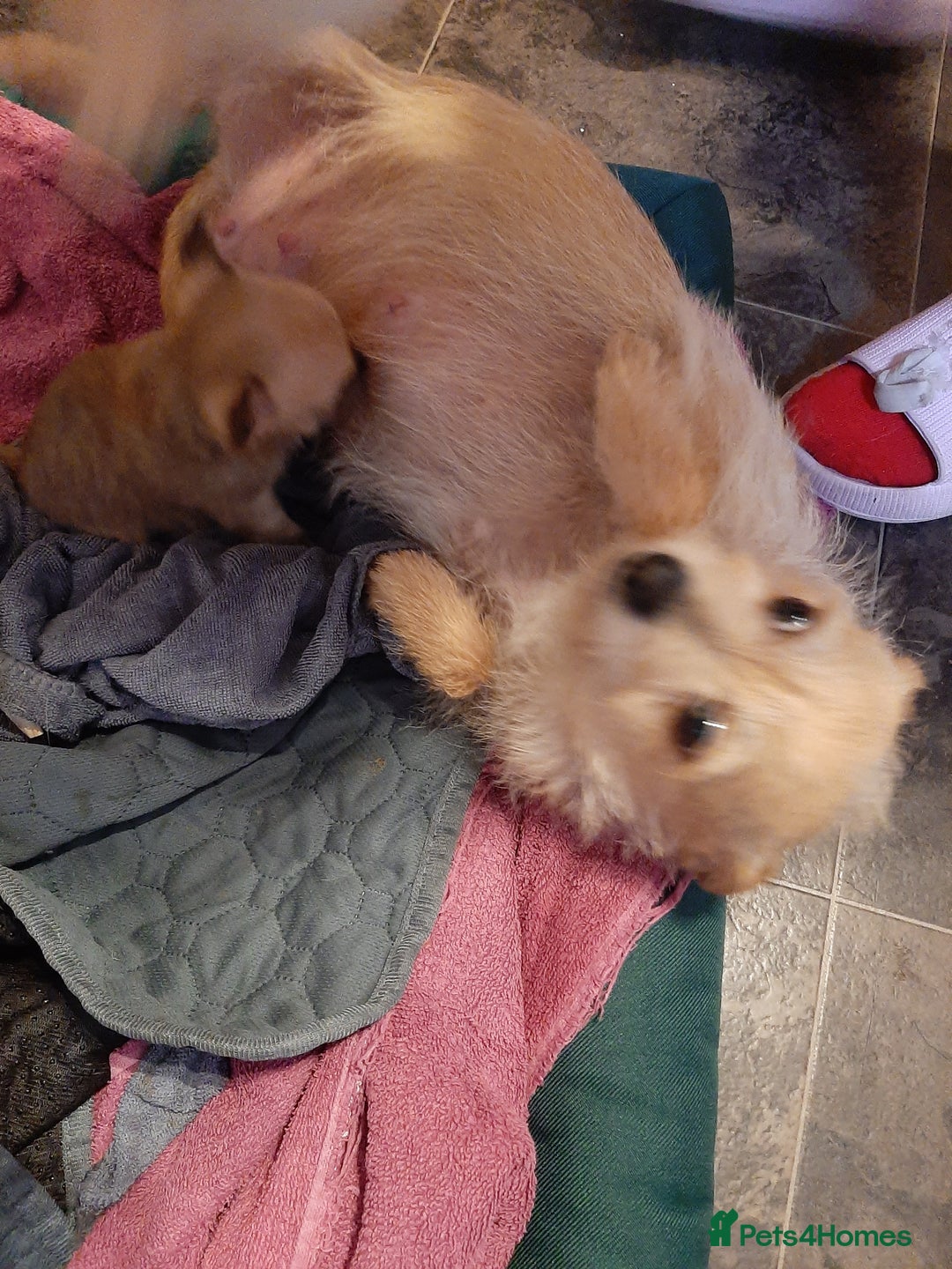 Mixed Breed dogs for sale: Male Chihuahua puppies for sale - Advert 9