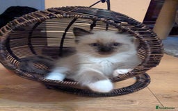 Ragdoll cats for sale: Surprisingly cute,smart Ragdoll. - Image 14
