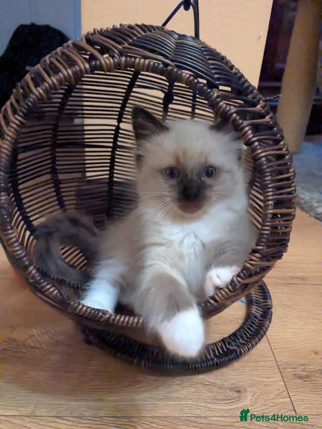Ragdoll cats for sale: Surprisingly cute,smart Ragdoll. - Image 14