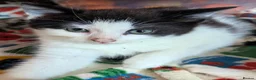 Domestic Shorthair cats for sale: Beautiful kittens. - Advert 3