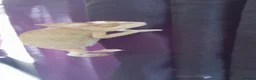 Chameleon reptiles for sale: Veiled chameleons  - Advert 18
