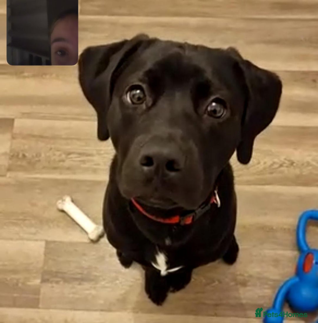 Mixed Breed dogs for sale: Staffador (half labrador, half staffy) - Advert 2