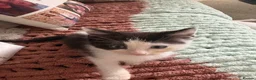 Ragdoll cats for sale: Ragdoll cross  in Selby - Advert 6