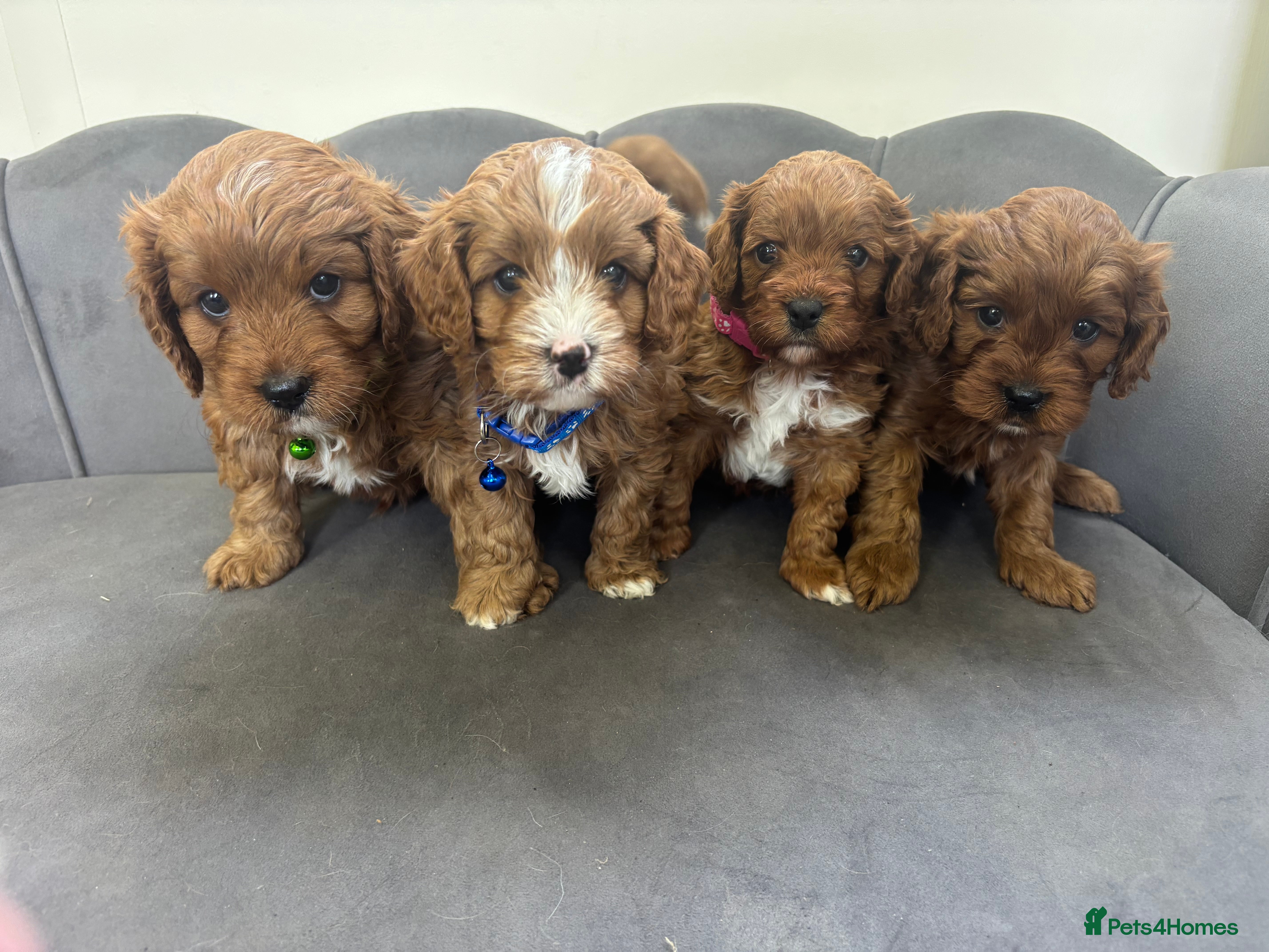 Cavapoo dogs Stunning F1 Toy Red Cavapoo pups - Advert 3