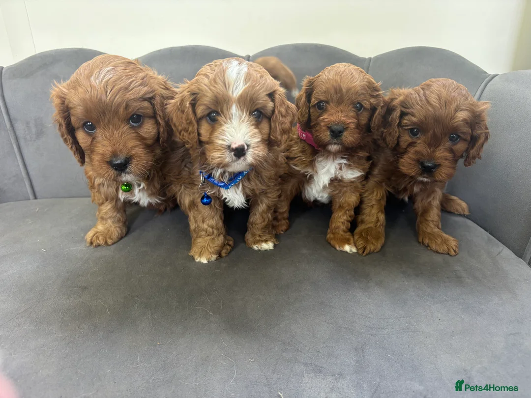 Cavapoo dogs for sale: Stunning F1 Toy Red Cavapoo pups - Advert 1
