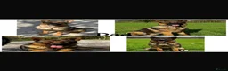 German Shepherd dogs for sale: German shepherd puppies  in Liverpool - Advert 6