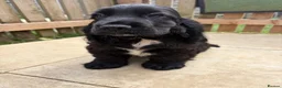 Cocker Spaniel dogs for sale: FULLY vaccinated, ready for walks  - Advert 2