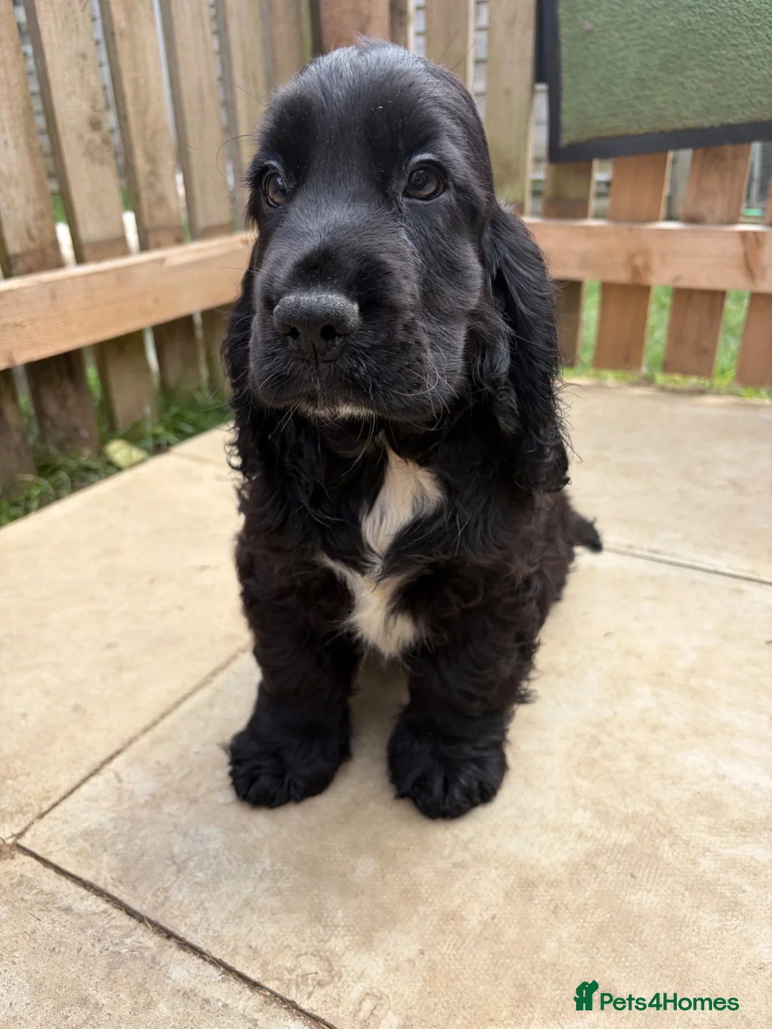 Cocker Spaniel dogs for sale: FULLY vaccinated, ready for walks  - Advert 2