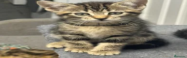 Black and grey tabby 