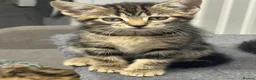 Mixed Breed cats for sale: American shorthair x bsh kittens please red descrp in Belvedere - Advert 35