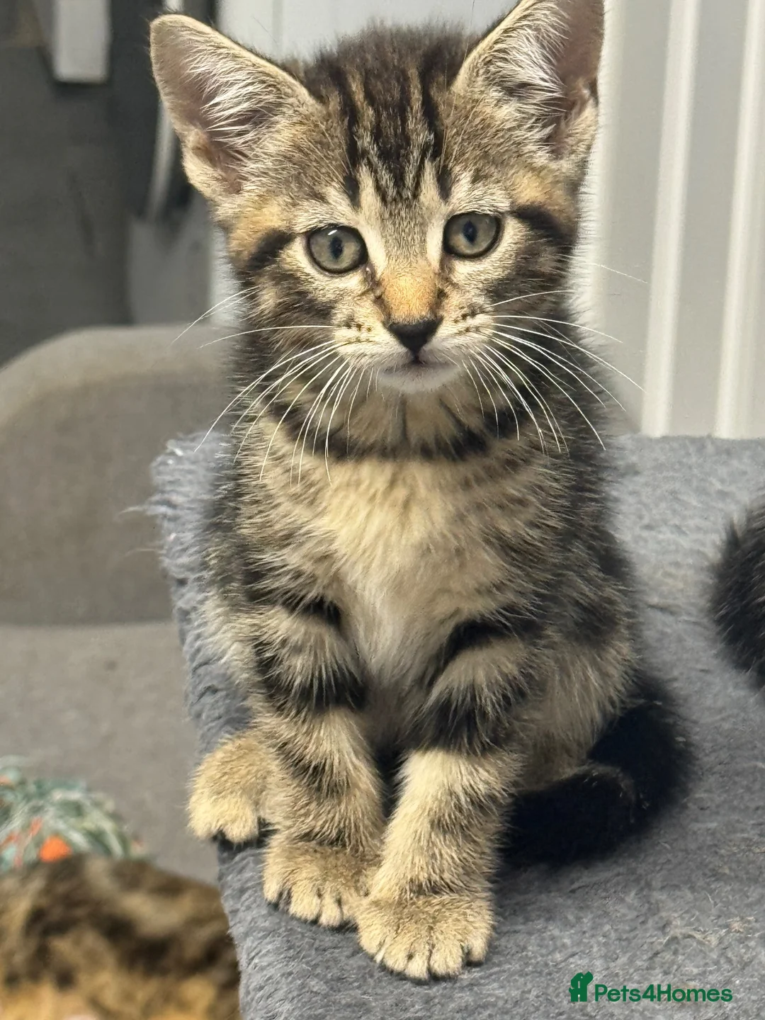 Mixed Breed cats for sale: American shorthair x bsh kittens please red descrp in Belvedere - Advert 35