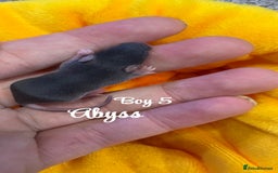 Mouse rodents for sale: Baby mice males and females  in Honiton - Image 7