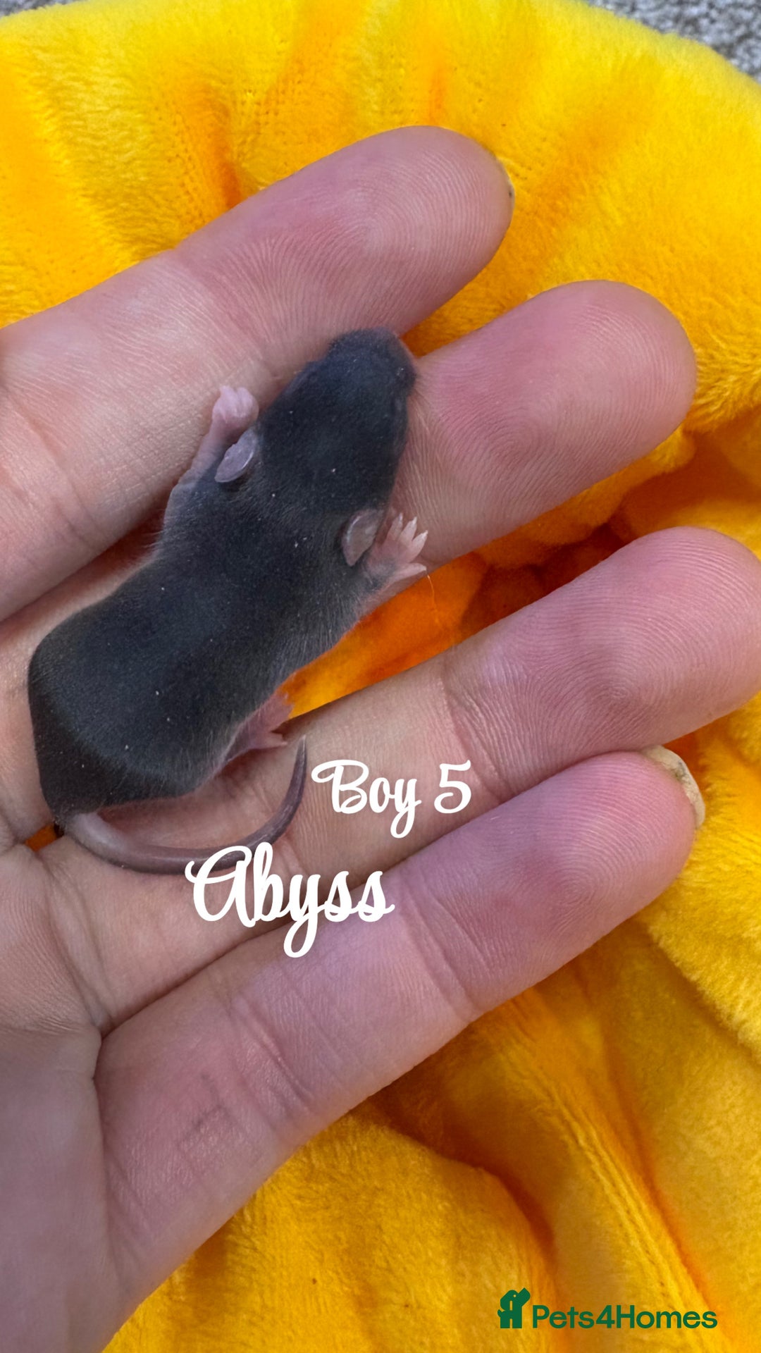 Mouse rodents for sale: Baby mice males and females  in Honiton - Image 7