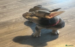 French Bulldog dogs for sale: French Bulldog 1 Fur Baby ‼️PRICE DROP £750‼️ - Image 7