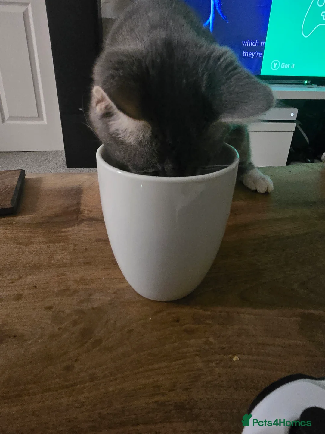 Mixed Breed cats for sale: 2 adorable kittens for sale £50 ONO - Advert 24