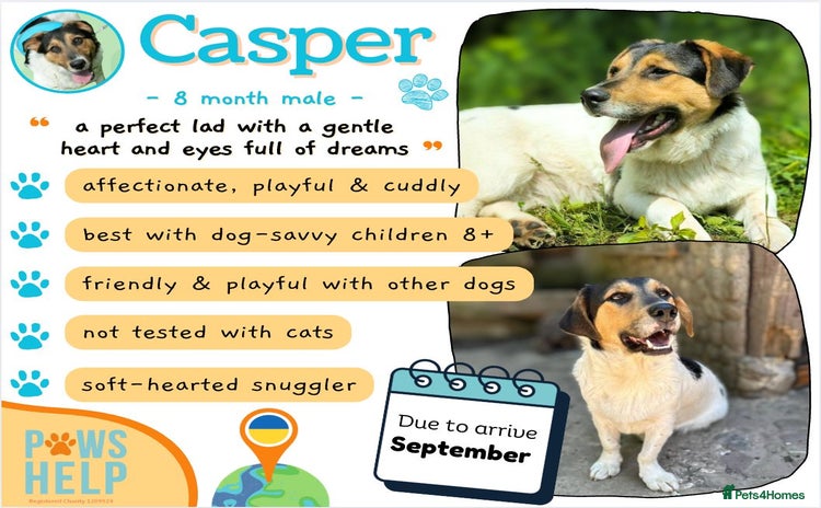 Mixed Breed dogs - Advert 10