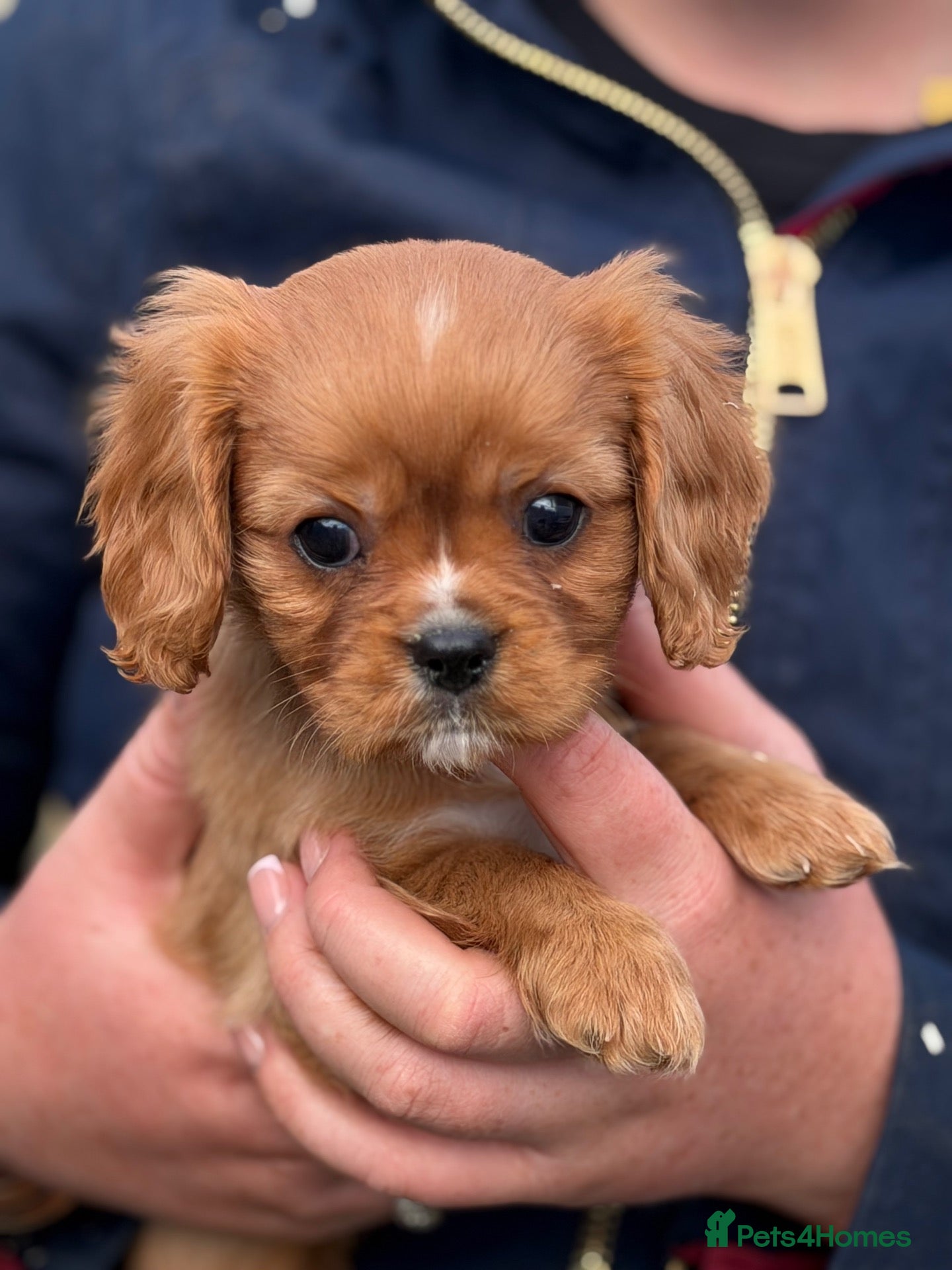 Cavalier King Charles Spaniel dogs Gorgeous litter of ruby cavaliers ready now  - Advert 1