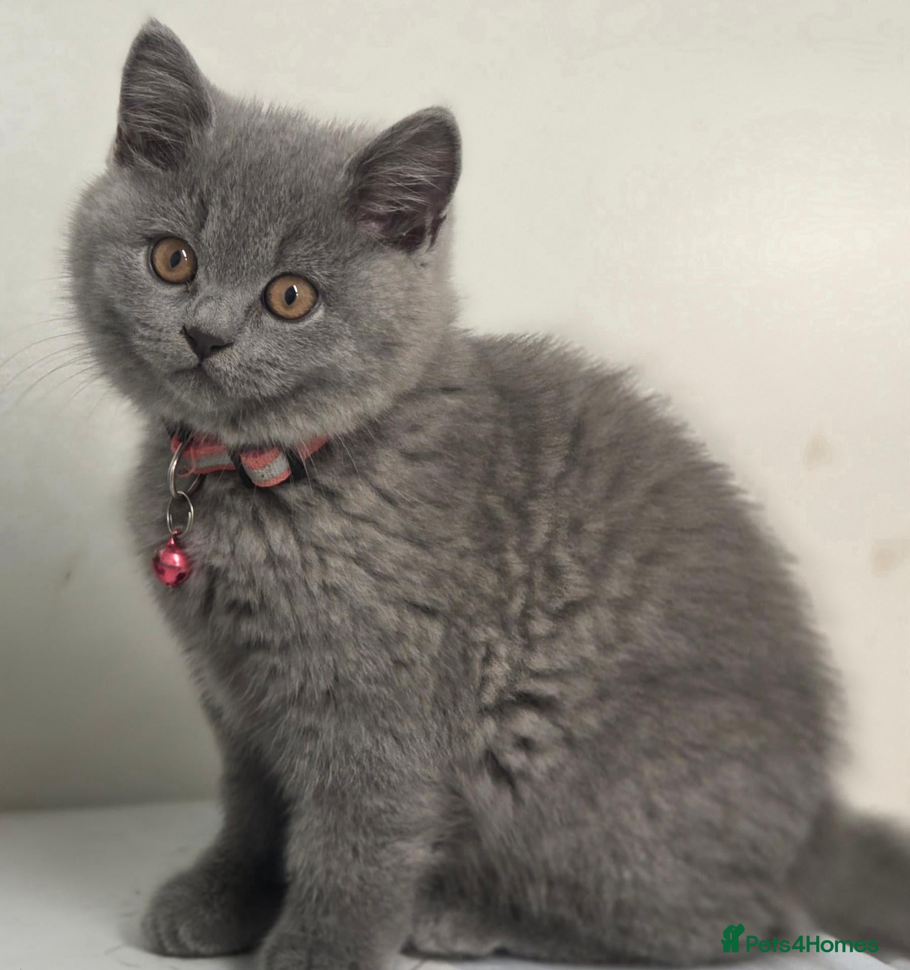 British Shorthair cats READY British shorthair forsale  - Advert 12