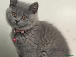 British Shorthair cats READY British shorthair forsale - Advert 12