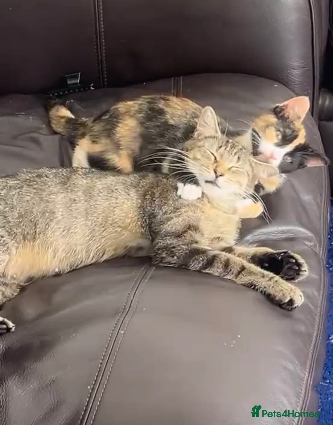 Mixed Breed cats for sale: Tortoise she female kitten - Advert 4