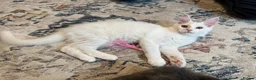 Maine Coon cats for sale:     Stunning Purebred Maine Coon Kitten - Advert 3