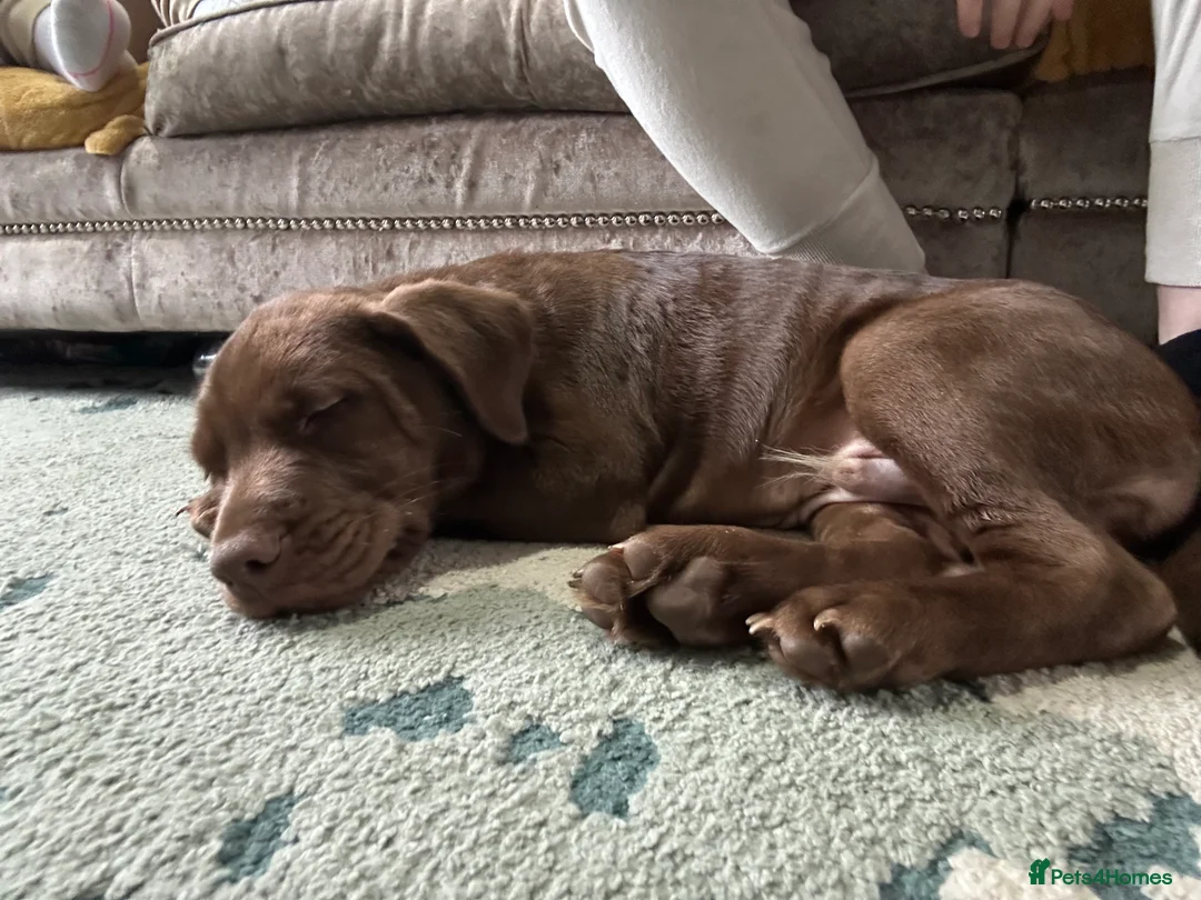 Mixed Breed dogs for sale: Chocolate staff puppy - Advert 2