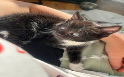 Domestic Shorthair cats for sale: male kitten  - Image 5