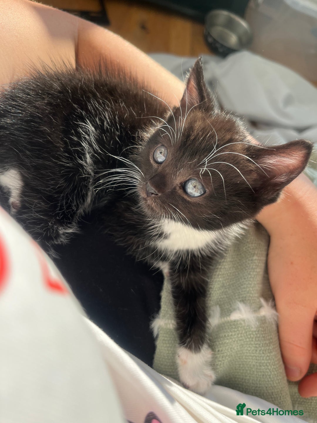 Domestic Shorthair cats for sale: male kitten  - Image 5