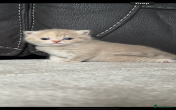 British Shorthair cats for sale: FULL BREED BSH KITTENS  - Image 7