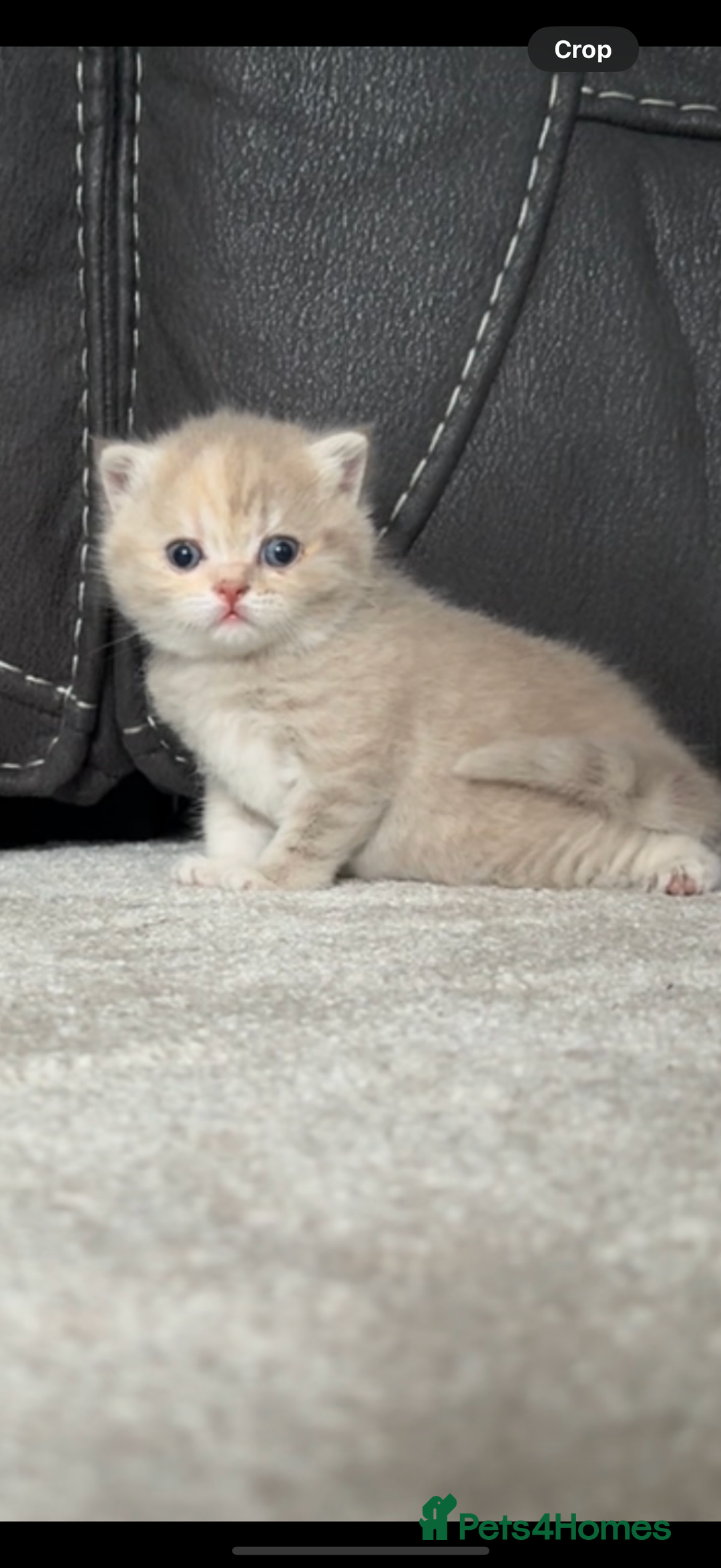 British Shorthair cats for sale: FULL BREED BSH KITTENS  - Image 7